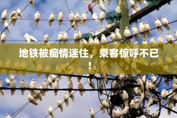 地铁被痴情迷住，乘客惊呼不已！