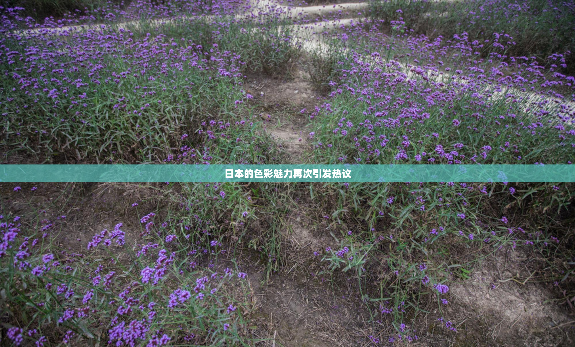 日本的色彩魅力再次引发热议