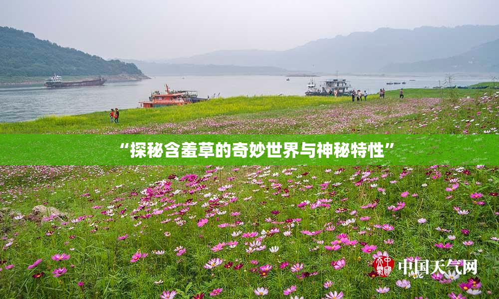 “探秘含羞草的奇妙世界与神秘特性”