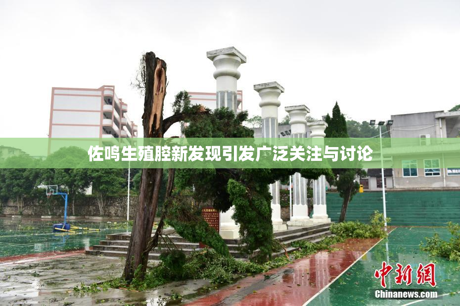 佐鸣生殖腔新发现引发广泛关注与讨论