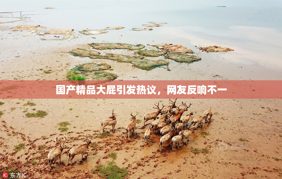 国产精品大屁引发热议，网友反响不一
