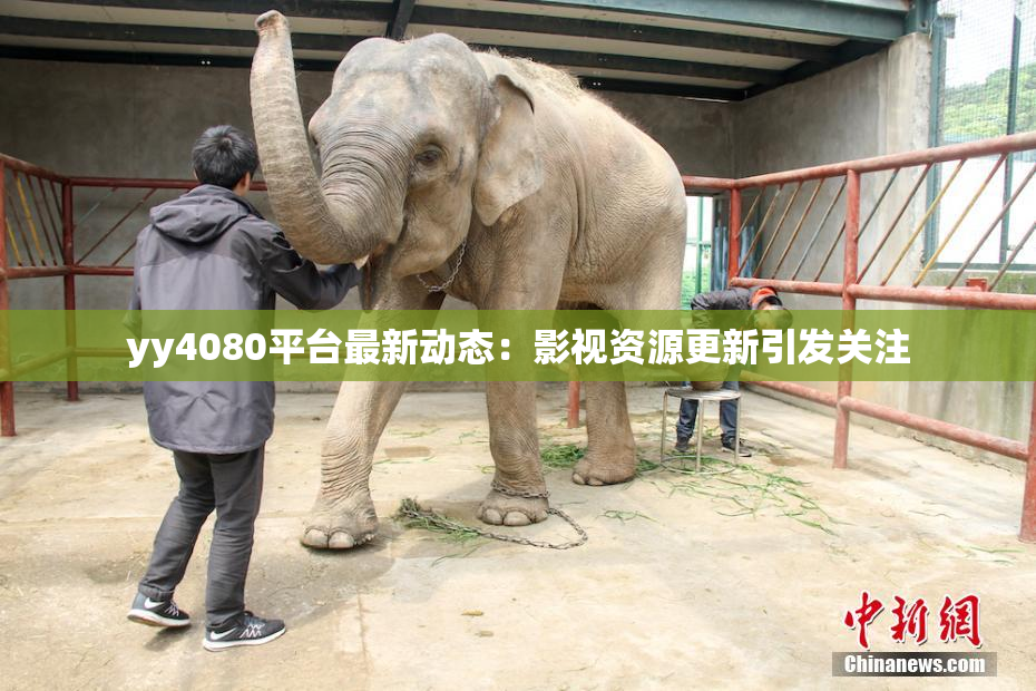 yy4080平台最新动态：影视资源更新引发关注