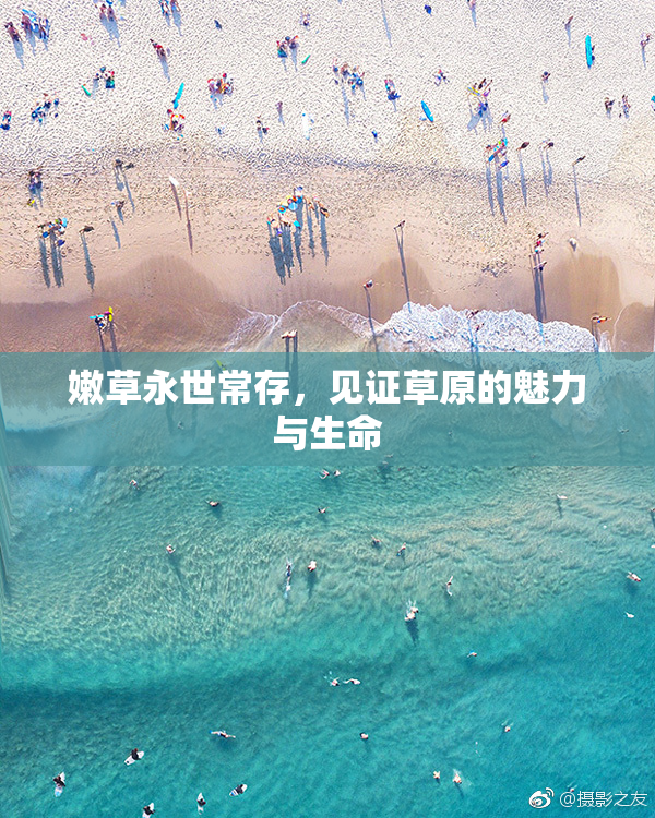 嫩草永世常存，见证草原的魅力与生命