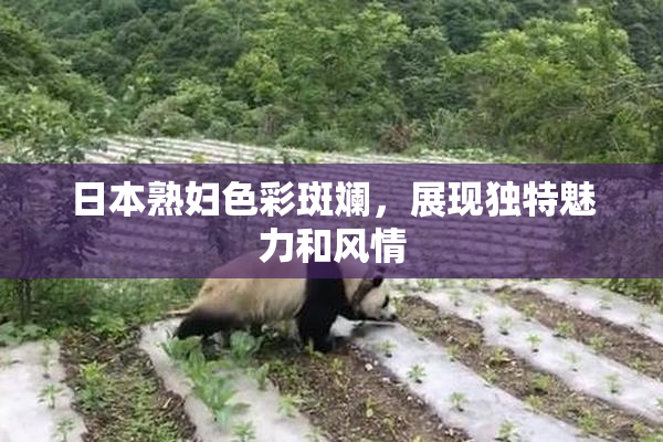 日本熟妇色彩斑斓，展现独特魅力和风情