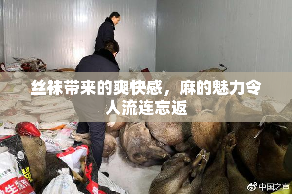 丝袜带来的爽快感，麻的魅力令人流连忘返