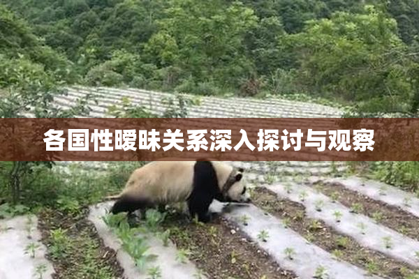 各国性暧昧关系深入探讨与观察