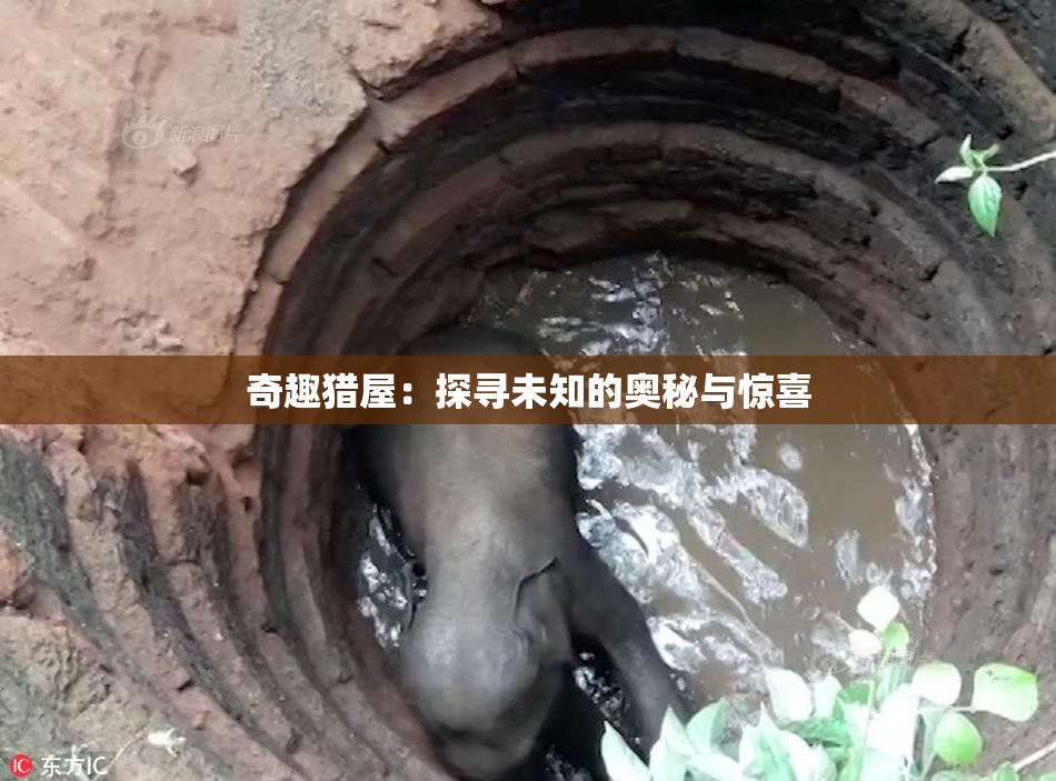 奇趣猎屋：探寻未知的奥秘与惊喜
