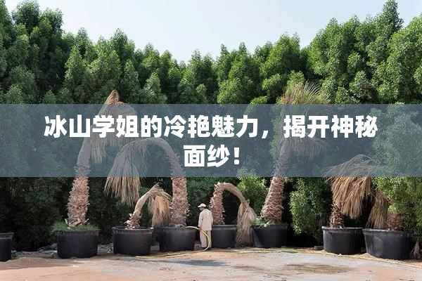 冰山学姐的冷艳魅力，揭开神秘面纱！
