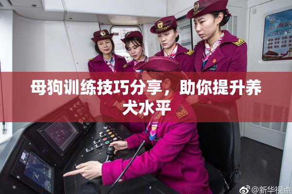 母狗训练技巧分享，助你提升养犬水平