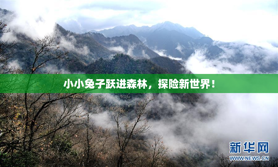 小小兔子跃进森林，探险新世界！