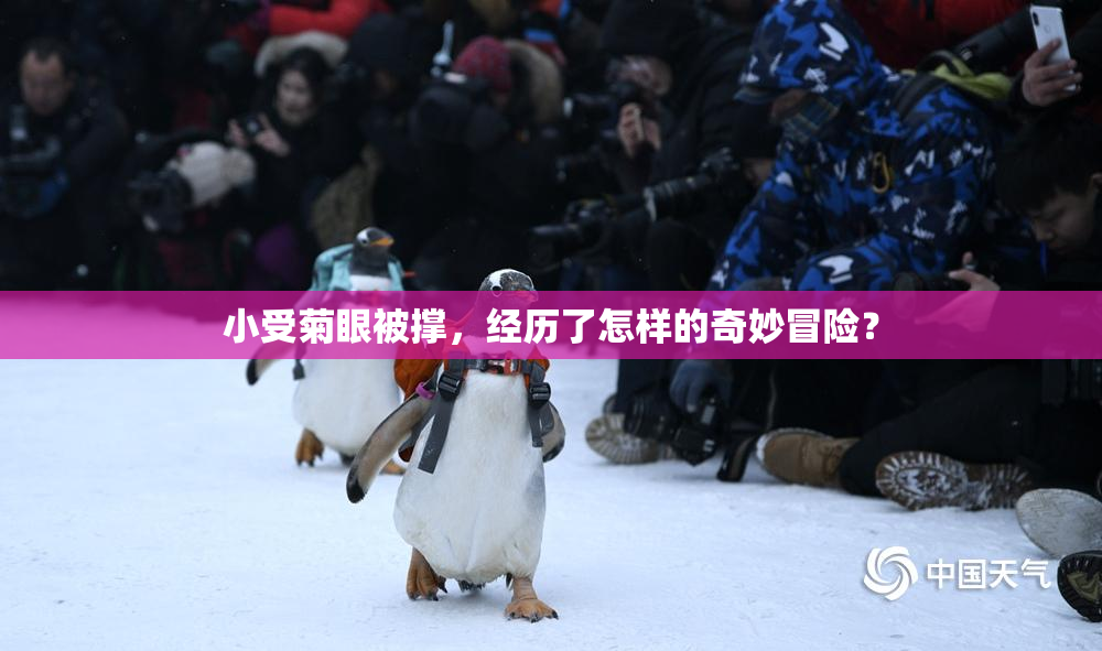 小受菊眼被撑，经历了怎样的奇妙冒险？