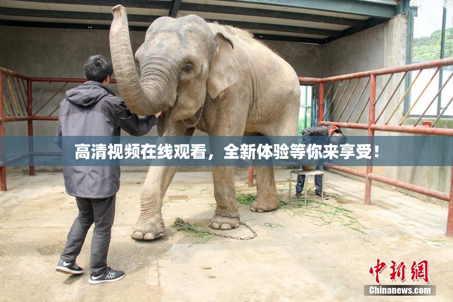 高清视频在线观看，全新体验等你来享受！