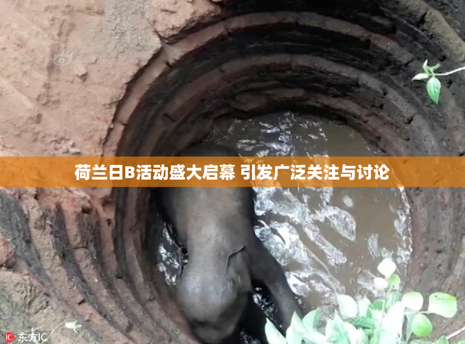 荷兰日B活动盛大启幕 引发广泛关注与讨论