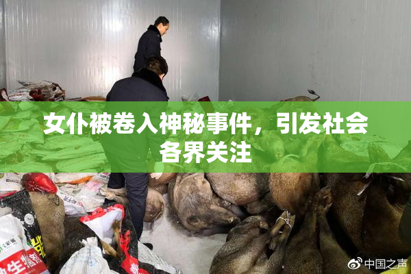 女仆被卷入神秘事件，引发社会各界关注