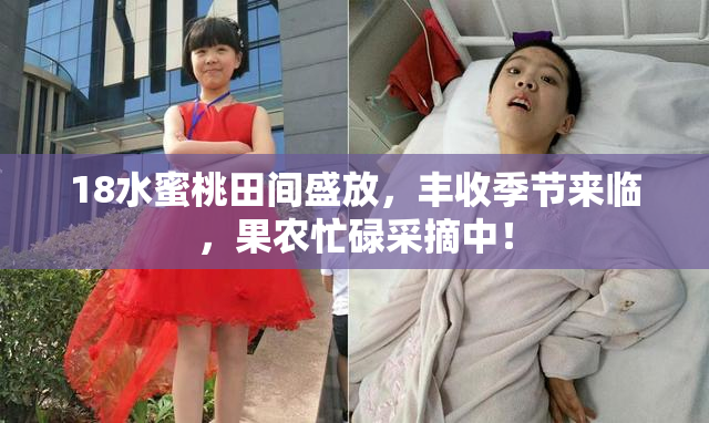 18水蜜桃田间盛放，丰收季节来临，果农忙碌采摘中！