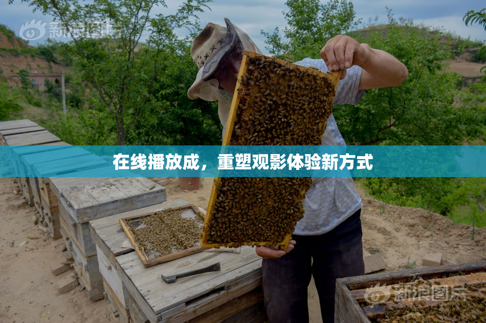 在线播放成，重塑观影体验新方式