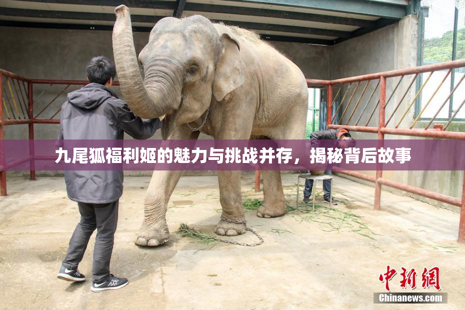 九尾狐福利姬的魅力与挑战并存，揭秘背后故事