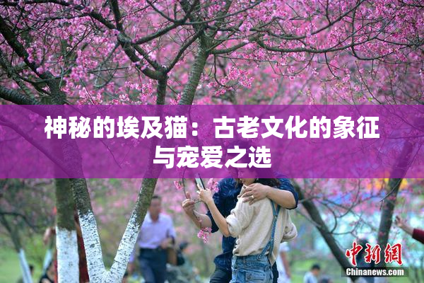 神秘的埃及猫：古老文化的象征与宠爱之选