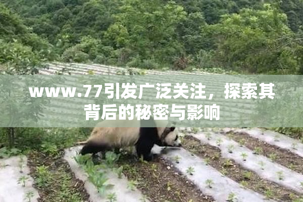www.77引发广泛关注，探索其背后的秘密与影响