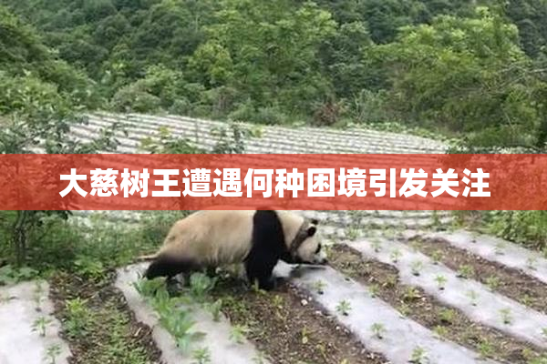 大慈树王遭遇何种困境引发关注