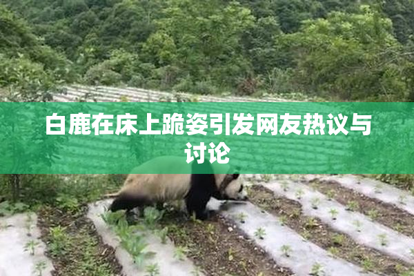 白鹿在床上跪姿引发网友热议与讨论