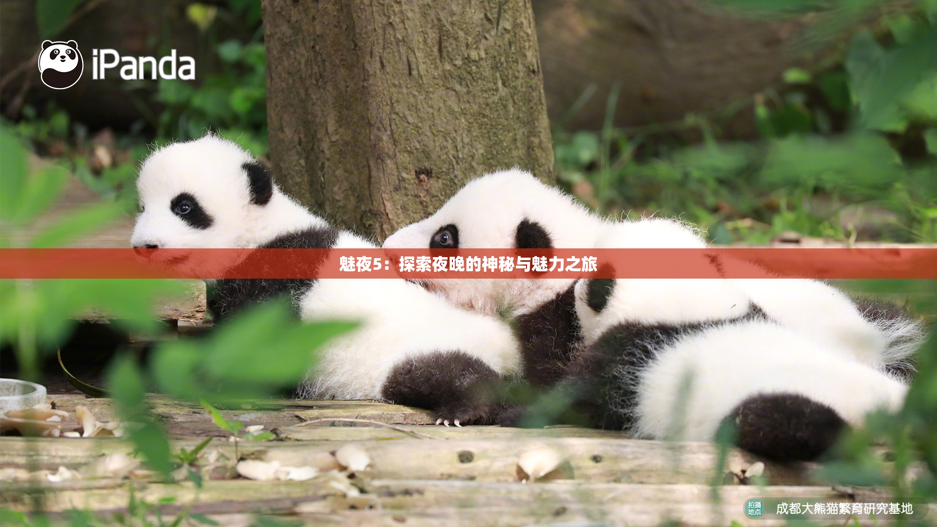 魅夜5：探索夜晚的神秘与魅力之旅