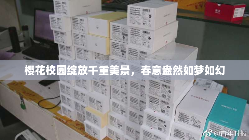 樱花校园绽放千重美景，春意盎然如梦如幻