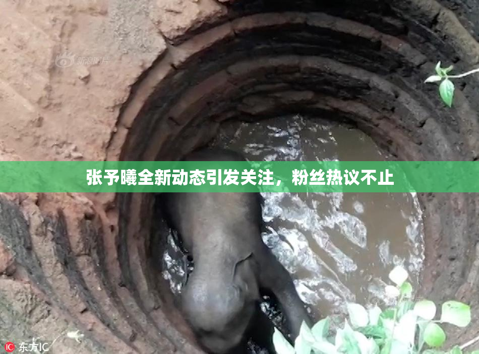 张予曦全新动态引发关注，粉丝热议不止