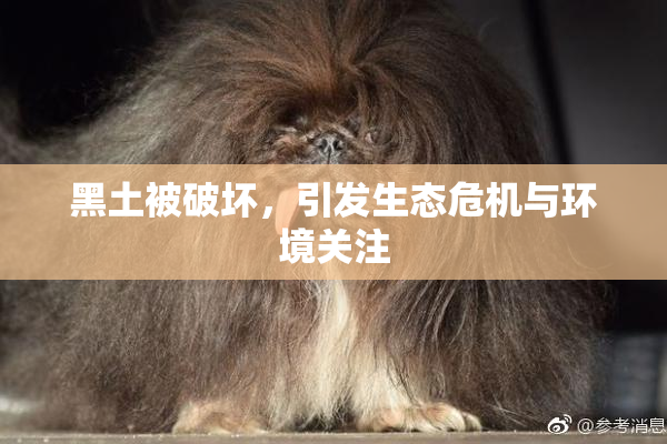 黑土被破坏，引发生态危机与环境关注