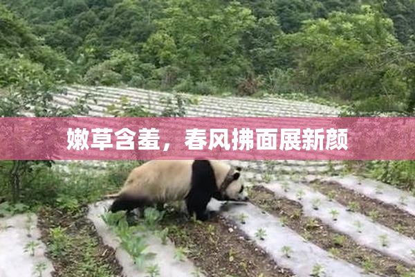 嫩草含羞，春风拂面展新颜