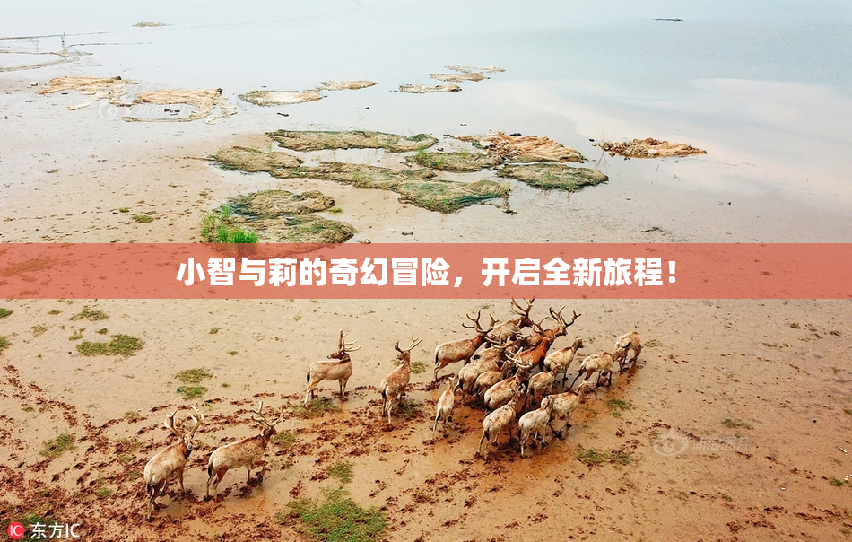 小智与莉的奇幻冒险，开启全新旅程！