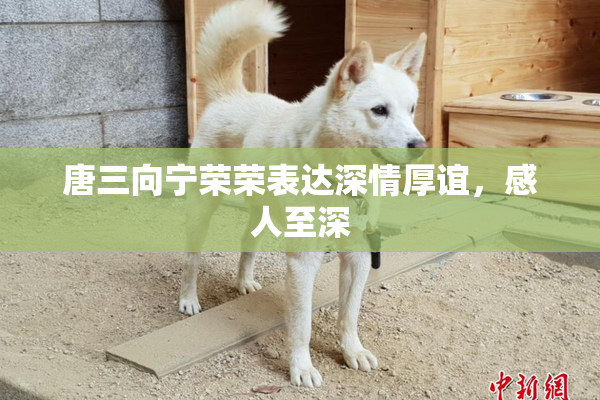 唐三向宁荣荣表达深情厚谊，感人至深