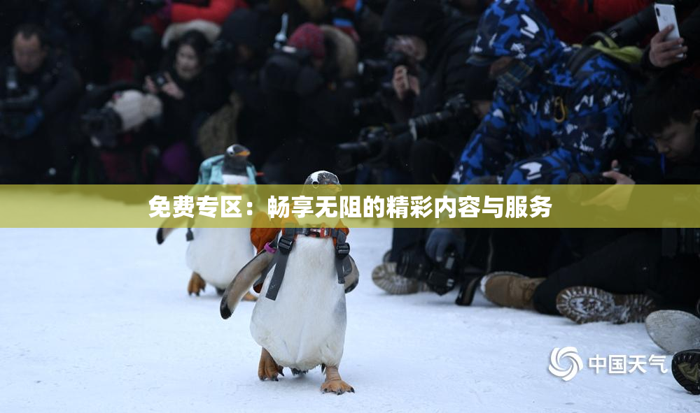 免费专区：畅享无阻的精彩内容与服务