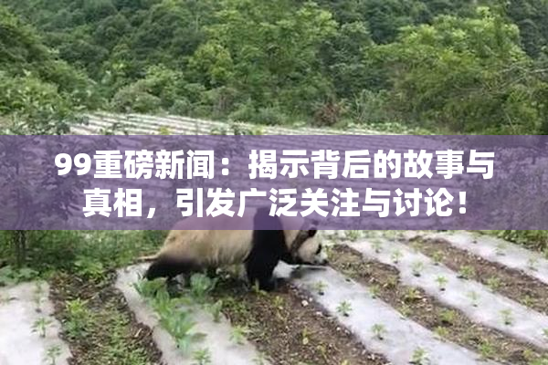 99重磅新闻：揭示背后的故事与真相，引发广泛关注与讨论！