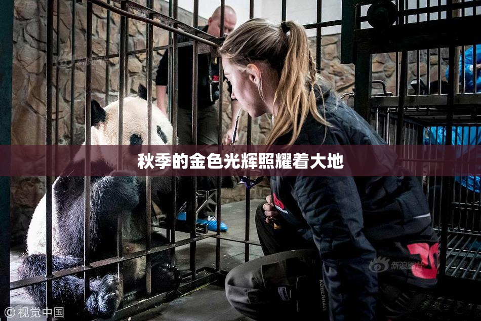 秋季的金色光辉照耀着大地
