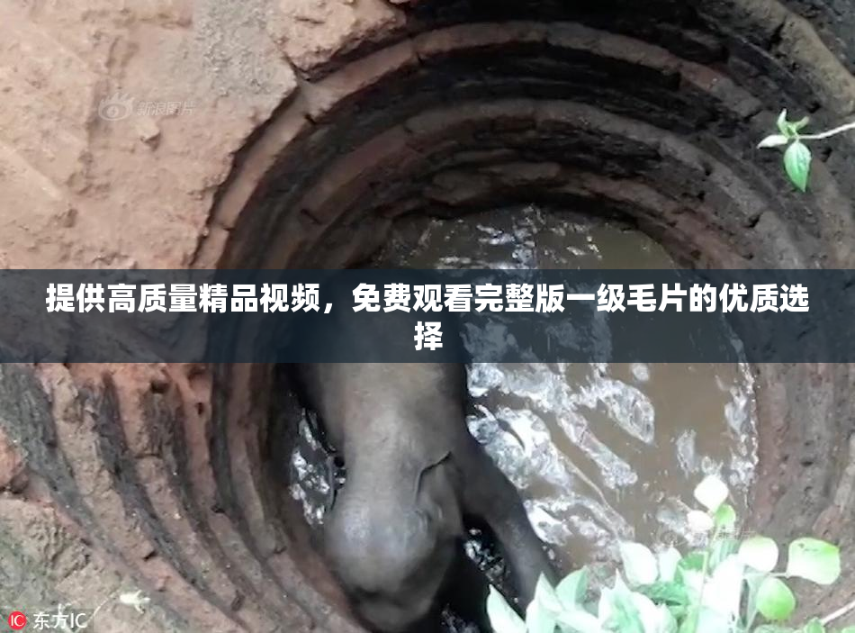 提供高质量精品视频，免费观看完整版一级毛片的优质选择