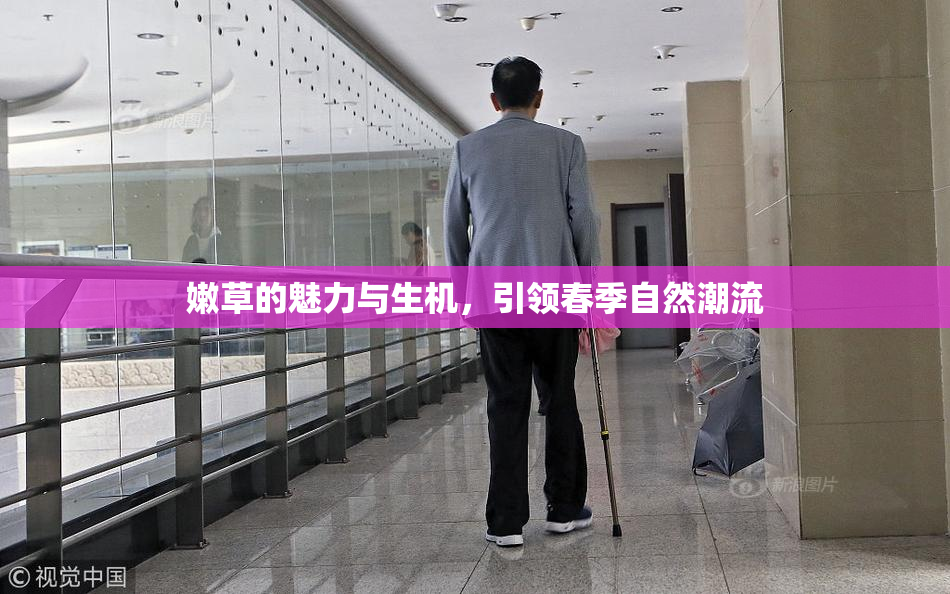 嫩草的魅力与生机，引领春季自然潮流