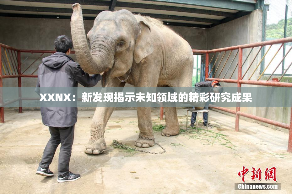 XXNX：新发现揭示未知领域的精彩研究成果
