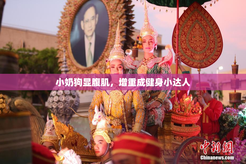 小奶狗显腹肌，增重成健身小达人