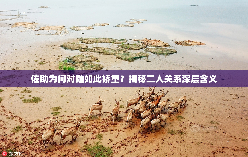 佐助为何对鼬如此娇重？揭秘二人关系深层含义