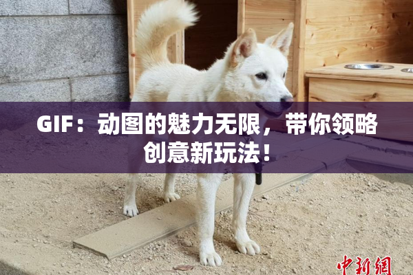 GIF：动图的魅力无限，带你领略创意新玩法！