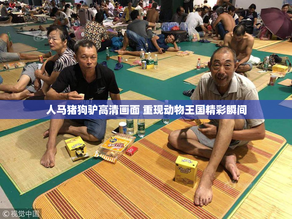 人马猪狗驴高清画面 重现动物王国精彩瞬间