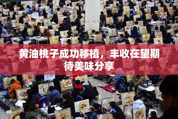 黄油桃子成功移植，丰收在望期待美味分享