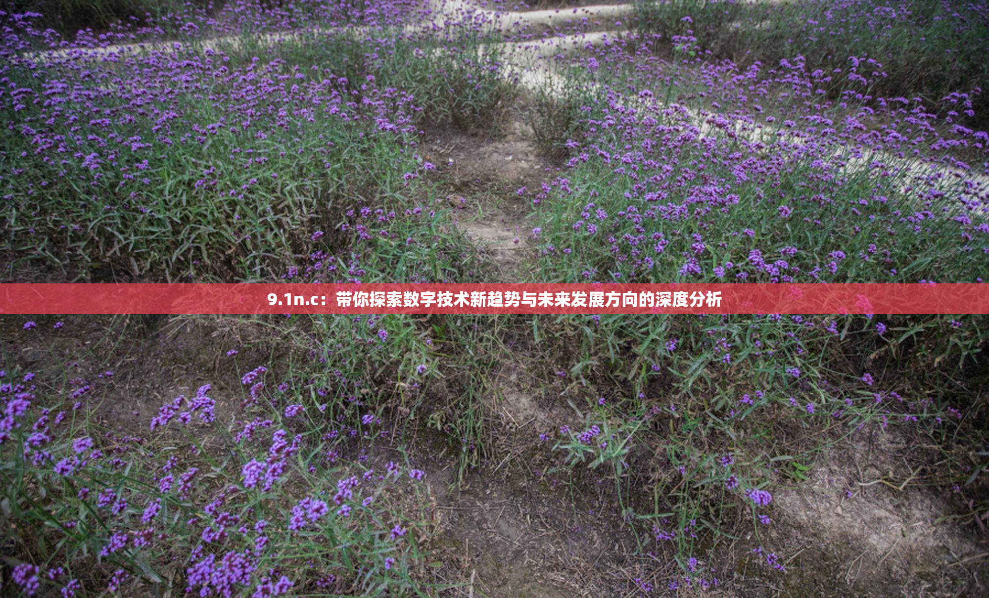 9.1n.c：带你探索数字技术新趋势与未来发展方向的深度分析