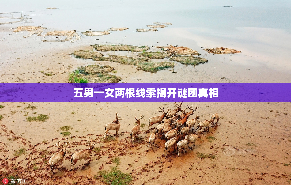 五男一女两根线索揭开谜团真相