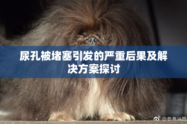 尿孔被堵塞引发的严重后果及解决方案探讨