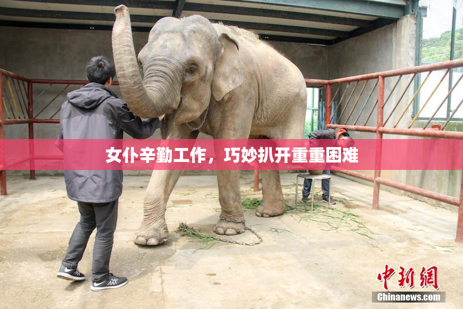 女仆辛勤工作，巧妙扒开重重困难