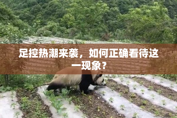 足控热潮来袭，如何正确看待这一现象？