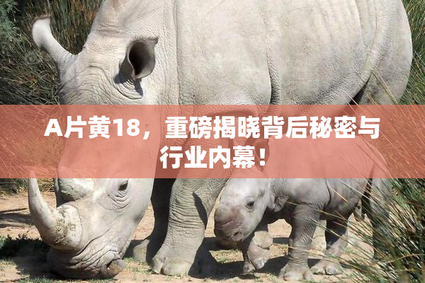 A片黄18，重磅揭晓背后秘密与行业内幕！