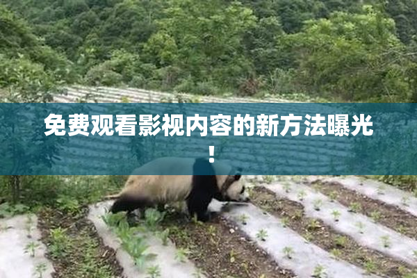 免费观看影视内容的新方法曝光！